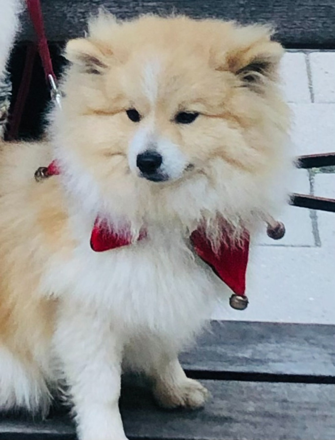 Vallgårdens Royal Fashion